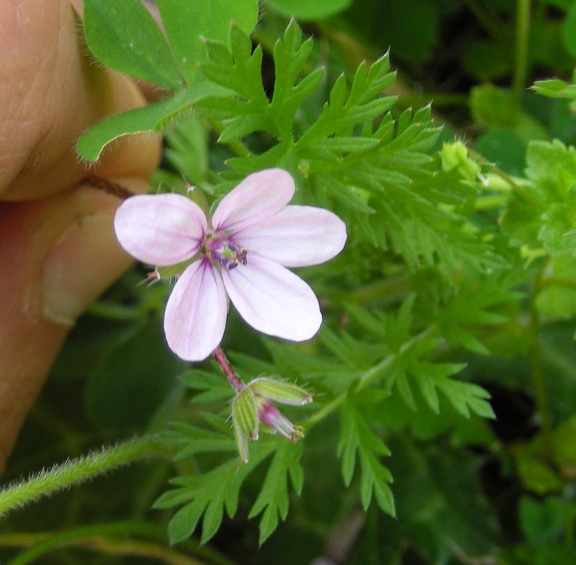 Erodium cicutarium ?